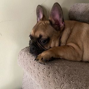 Meet your Posher, Abby